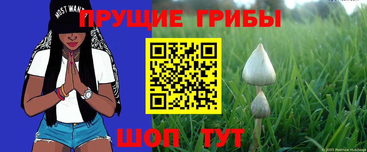 Мурманск  Псилоцибиновые грибы Psilocybine cubensis  Вход с VPN 
